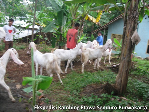 ekspedisi-kambing-etawa-senduro-ke-purwakarta
