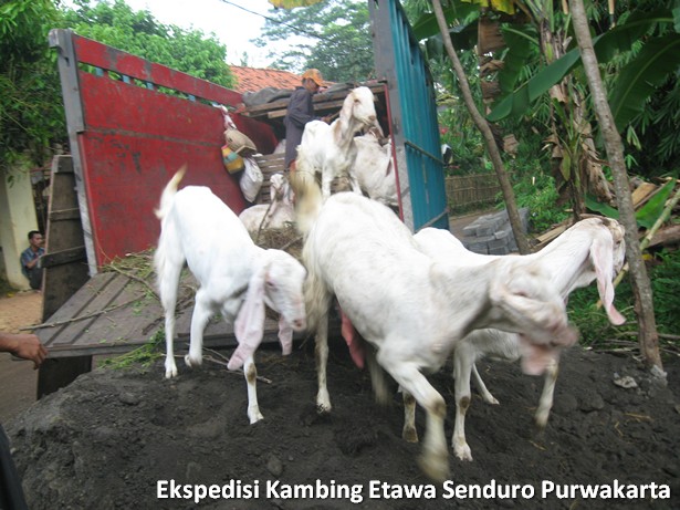 ekspedisi-kambing-etawa-senduro-ke-purwakarta