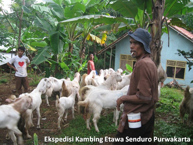 ekspedisi-kambing-etawa-senduro-ke-purwakarta
