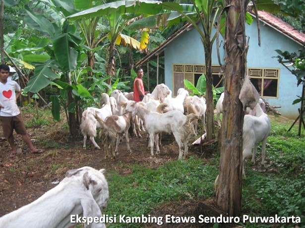 ekspedisi-kambing-etawa-senduro-ke-purwakarta