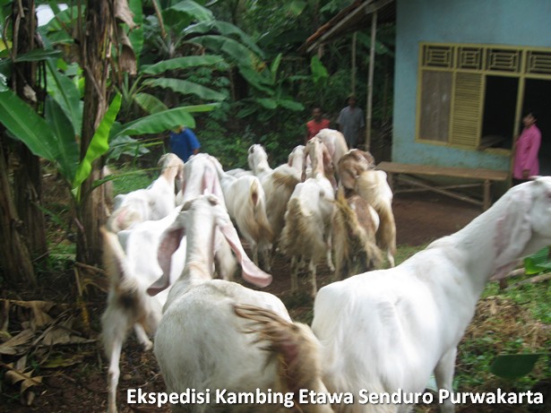 ekspedisi-kambing-etawa-senduro-ke-purwakarta