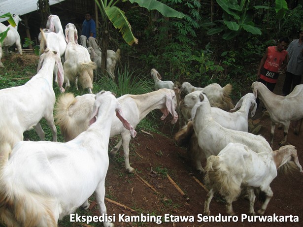 ekspedisi-kambing-etawa-senduro-ke-purwakarta