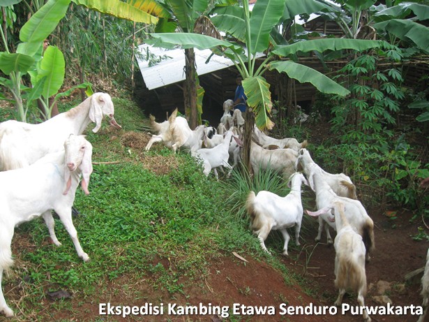 ekspedisi-kambing-etawa-senduro-ke-purwakarta