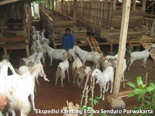 ekspedisi-kambing-etawa-senduro-ke-purwakarta