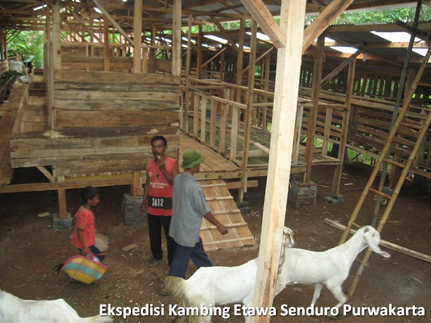 ekspedisi-kambing-etawa-senduro-ke-purwakarta