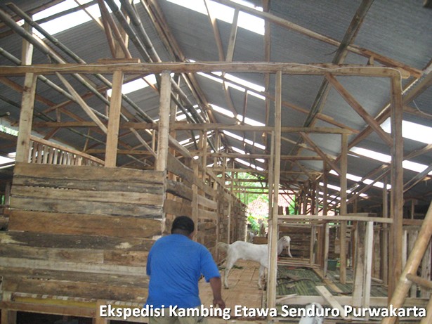 ekspedisi-kambing-etawa-senduro-ke-purwakarta
