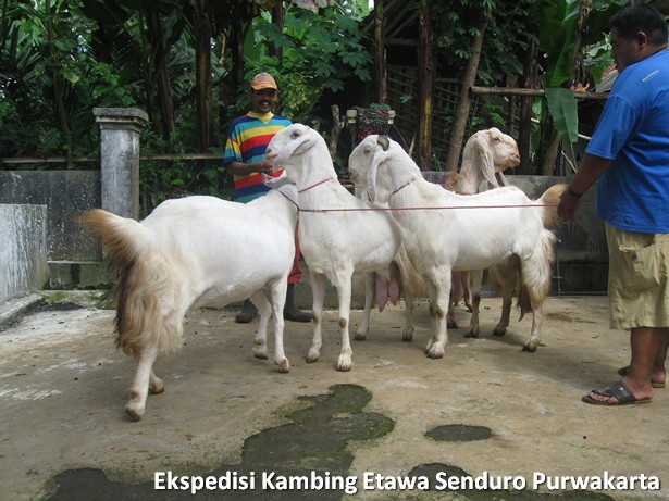 ekspedisi-kambing-etawa-senduro-ke-purwakarta