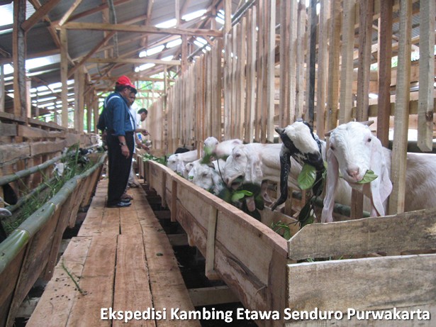 ekspedisi-kambing-etawa-senduro-ke-purwakarta