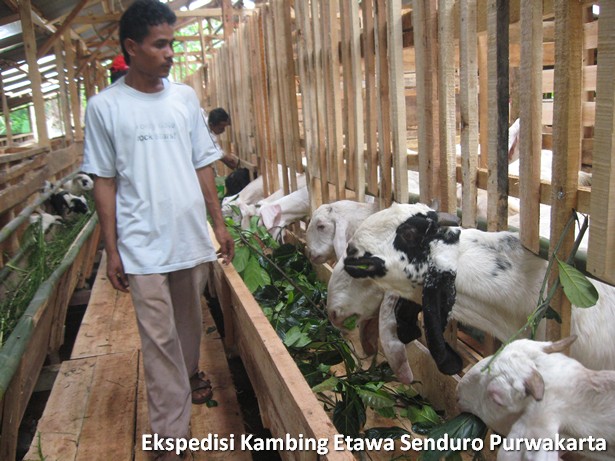 ekspedisi-kambing-etawa-senduro-ke-purwakarta