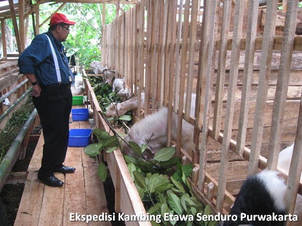 ekspedisi-kambing-etawa-senduro-ke-purwakarta