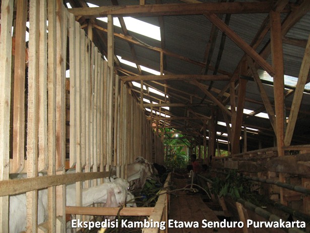 ekspedisi-kambing-etawa-senduro-ke-purwakarta