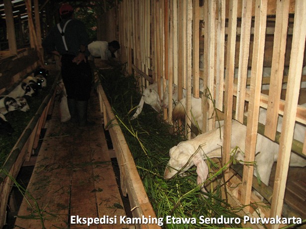 ekspedisi-kambing-etawa-senduro-ke-purwakarta