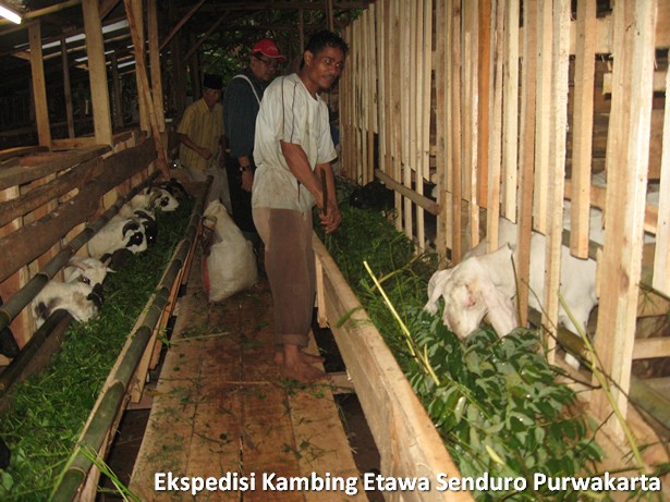 ekspedisi-kambing-etawa-senduro-ke-purwakarta