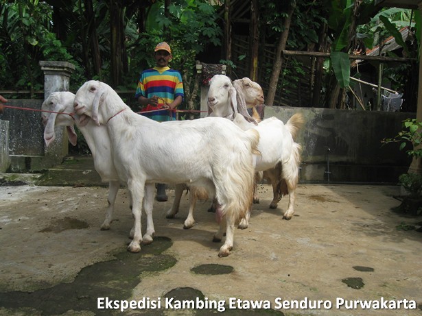 ekspedisi-kambing-etawa-senduro-ke-purwakarta