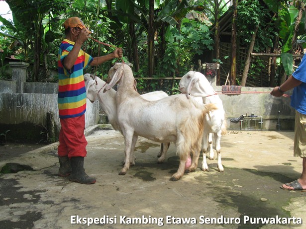 ekspedisi-kambing-etawa-senduro-ke-purwakarta