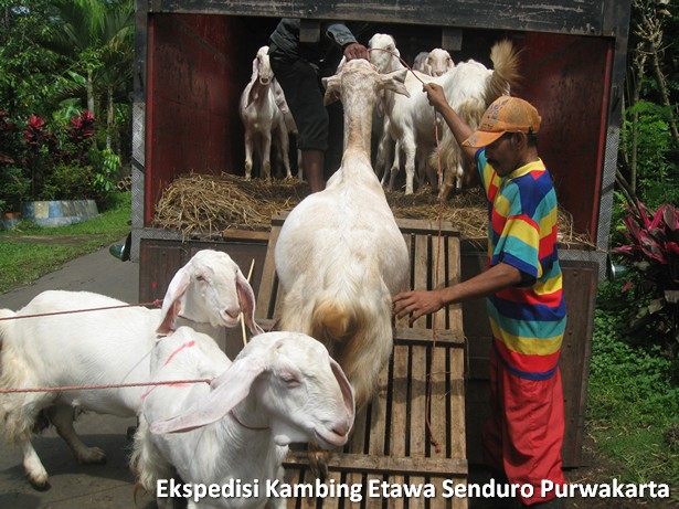 ekspedisi-kambing-etawa-senduro-ke-purwakarta