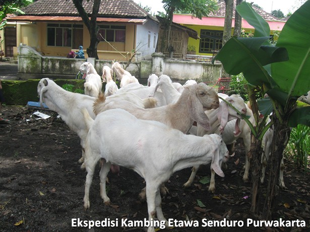 ekspedisi-kambing-etawa-senduro-ke-purwakarta