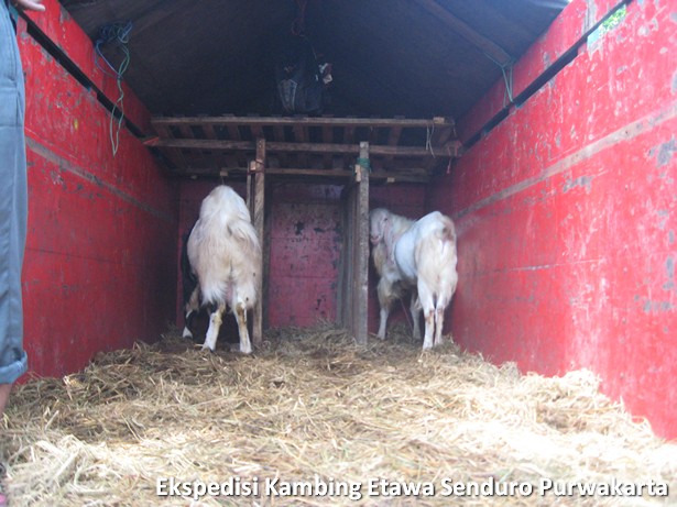 ekspedisi-kambing-etawa-senduro-ke-purwakarta