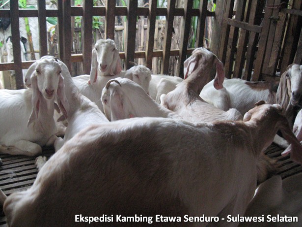 ekspedisi-kambing-etawa-sulawesi-selatan