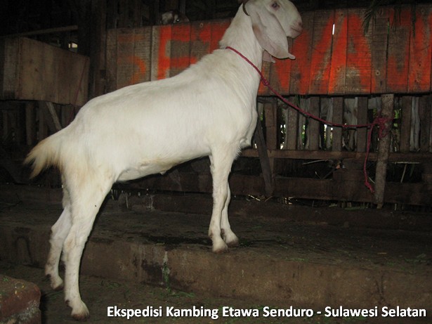 ekspedisi-kambing-etawa-sulawesi-selatan