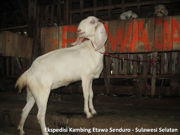 ekspedisi-kambing-etawa-sulawesi-selatan