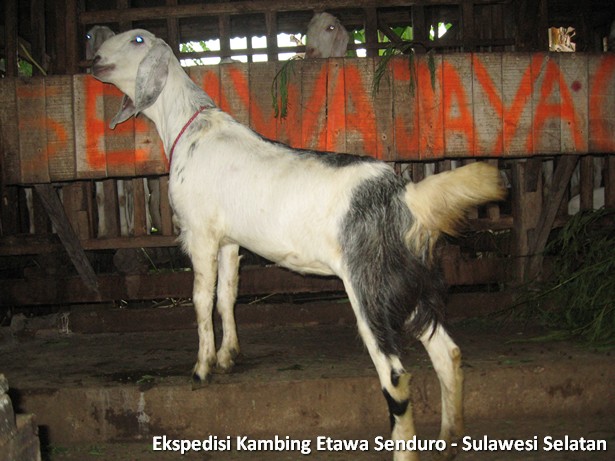 ekspedisi-kambing-etawa-sulawesi-selatan