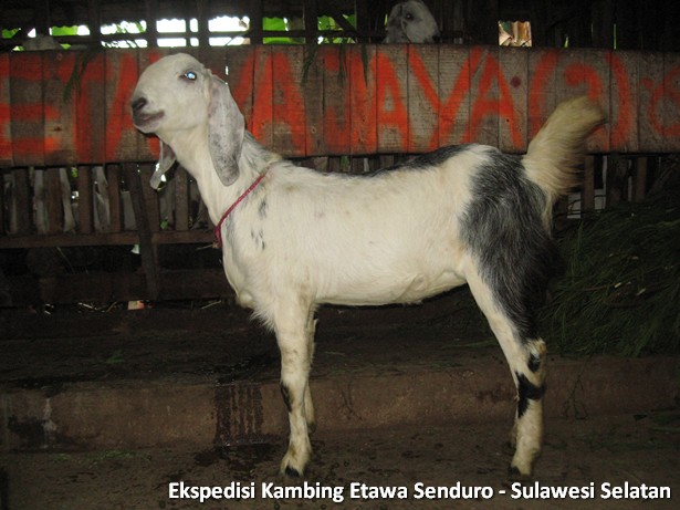 ekspedisi-kambing-etawa-sulawesi-selatan