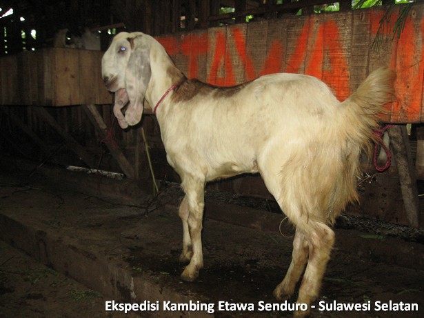 ekspedisi-kambing-etawa-sulawesi-selatan
