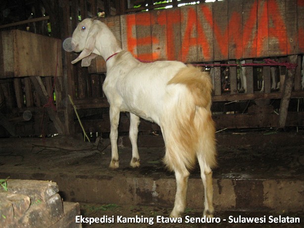 ekspedisi-kambing-etawa-sulawesi-selatan