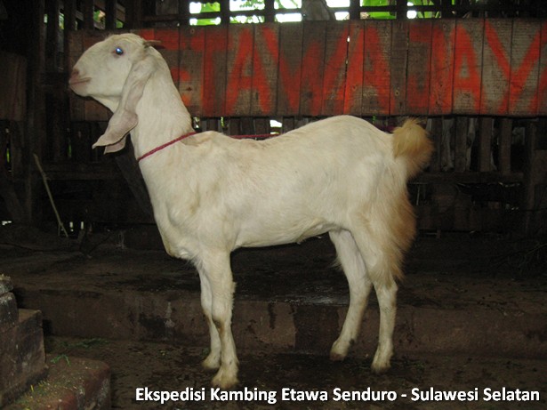 ekspedisi-kambing-etawa-sulawesi-selatan