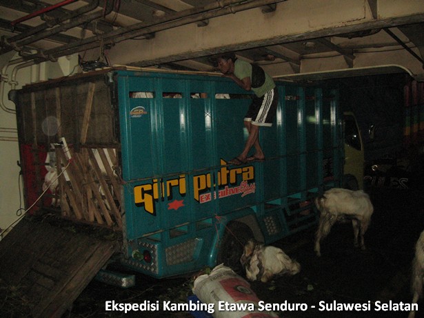 ekspedisi-kambing-etawa-sulawesi-selatan