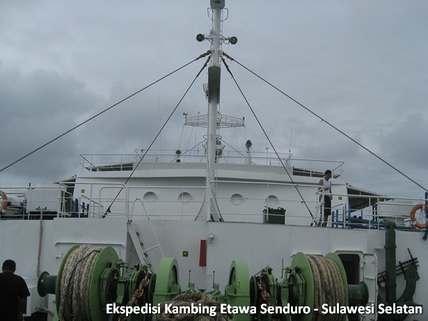 ekspedisi-kambing-etawa-sulawesi-selatan