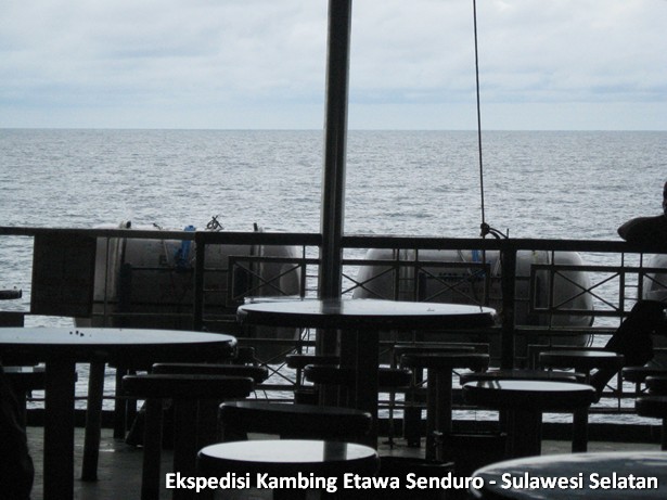 ekspedisi-kambing-etawa-sulawesi-selatan