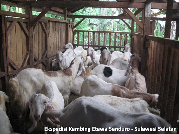 ekspedisi-kambing-etawa-sulawesi-selatan