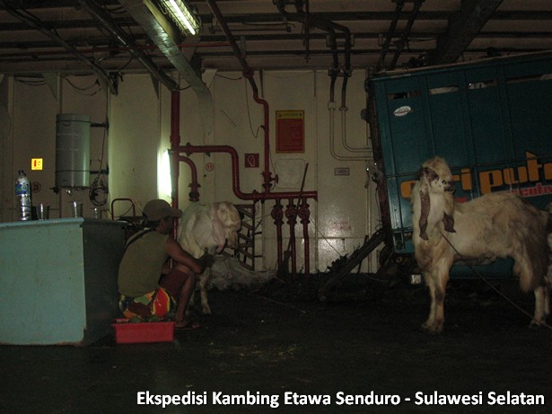 ekspedisi-kambing-etawa-sulawesi-selatan