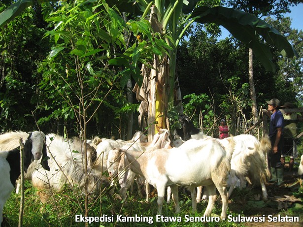 ekspedisi-kambing-etawa-sulawesi-selatan