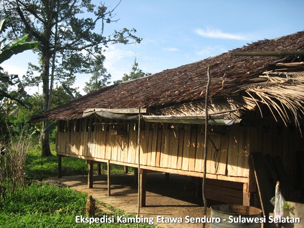 ekspedisi-kambing-etawa-sulawesi-selatan