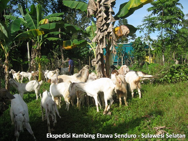 ekspedisi-kambing-etawa-sulawesi-selatan
