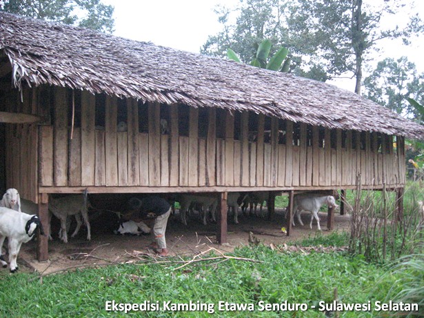 ekspedisi-kambing-etawa-sulawesi-selatan