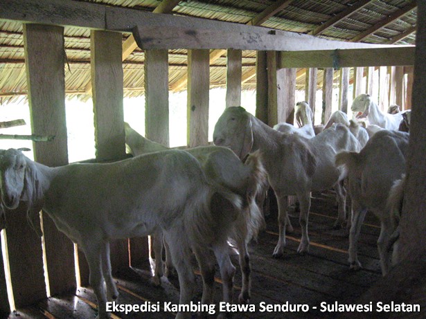 ekspedisi-kambing-etawa-sulawesi-selatan