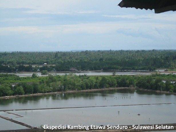 ekspedisi-kambing-etawa-sulawesi-selatan