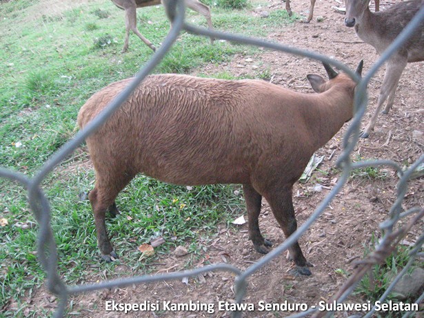 ekspedisi-kambing-etawa-sulawesi-selatan