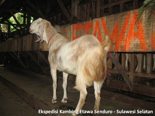 ekspedisi-kambing-etawa-sulawesi-selatan