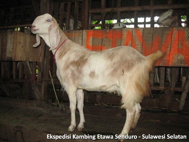 ekspedisi-kambing-etawa-sulawesi-selatan