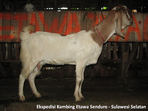 ekspedisi-kambing-etawa-sulawesi-selatan