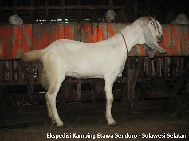 ekspedisi-kambing-etawa-sulawesi-selatan