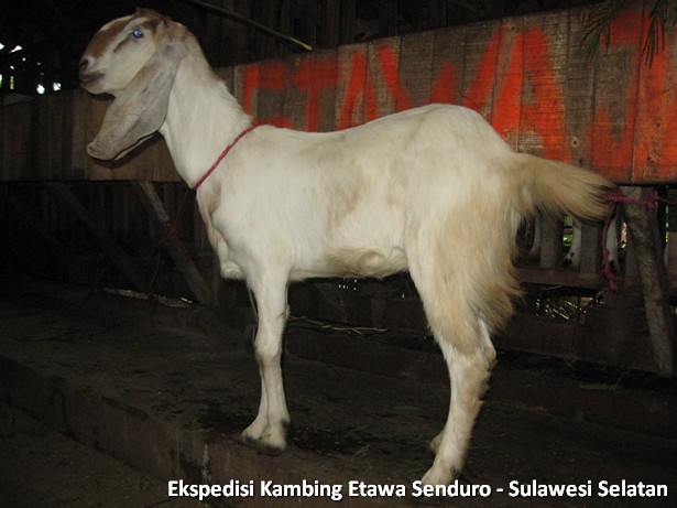 ekspedisi-kambing-etawa-sulawesi-selatan