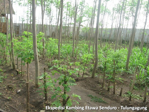 ekspedisi-kambing-etawa-tulungagung