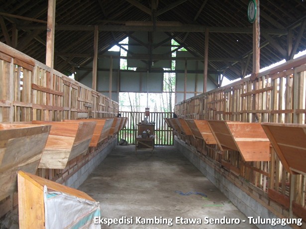ekspedisi-kambing-etawa-tulungagung