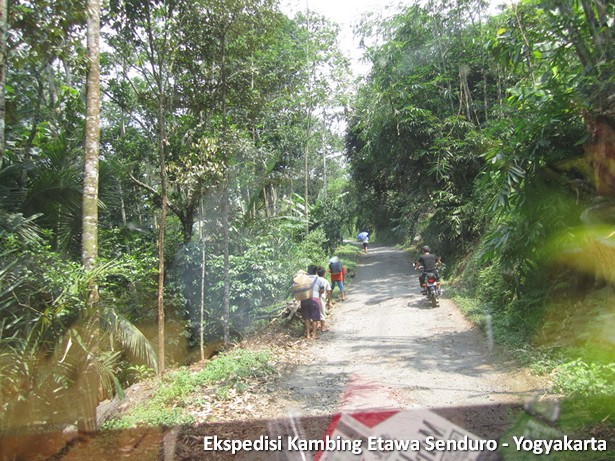 ekspedisi-kambing-etawa-yogyakarta